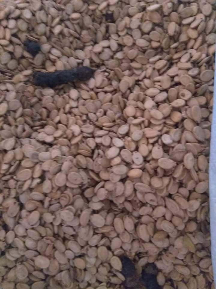 صور/ ضبط كميات من المواد منتهية الصلاحية في سوق جنين 